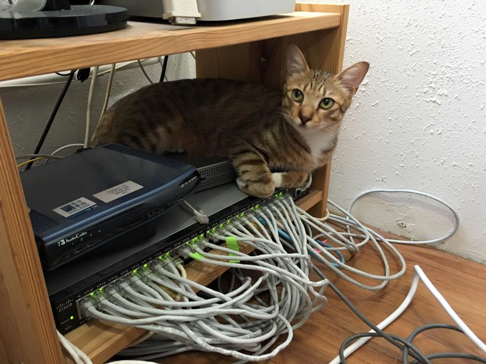 Fasang Cat Oursky