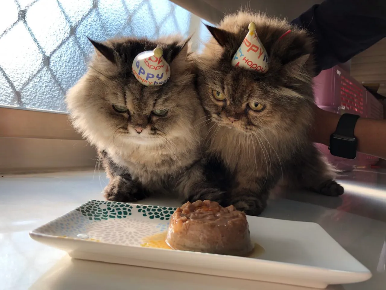 oursky taiwan cats
