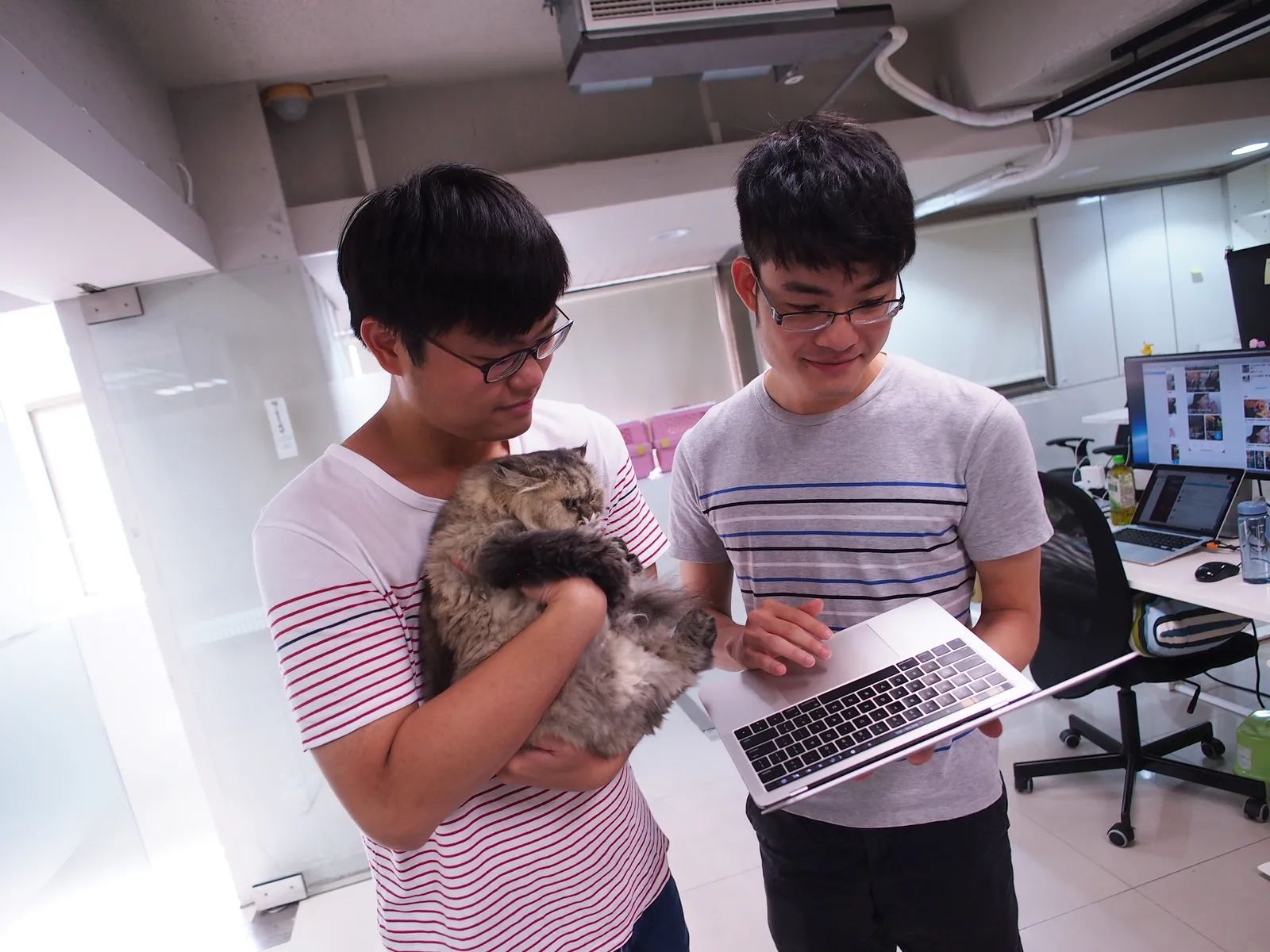 Oursky taiwan cat